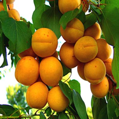 Саженцы абрикоса Голдрич > фото и цена саженца