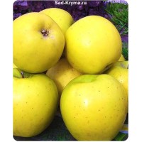 Как правильно выбрать саженцы яблонь для посадки в саду